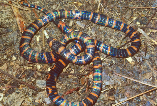 Image of Micrurus annellatus (W. C. H. Peters 1871)