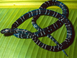 صورة <i>Micrurus margaritiferus</i> Roze 1967