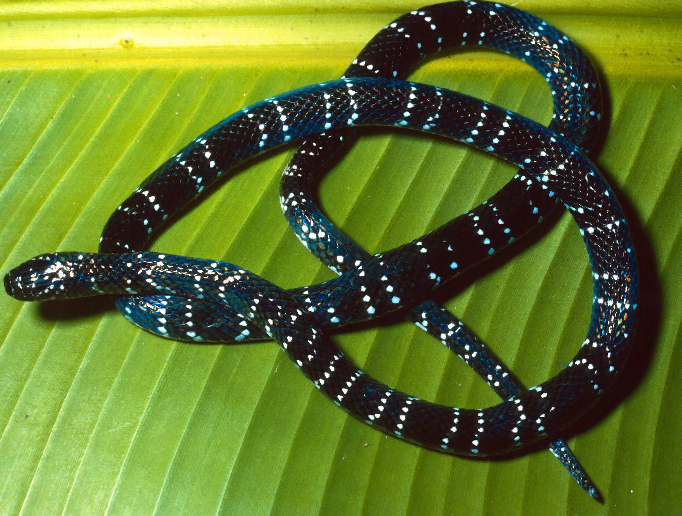 Image of Speckled Coral Snake