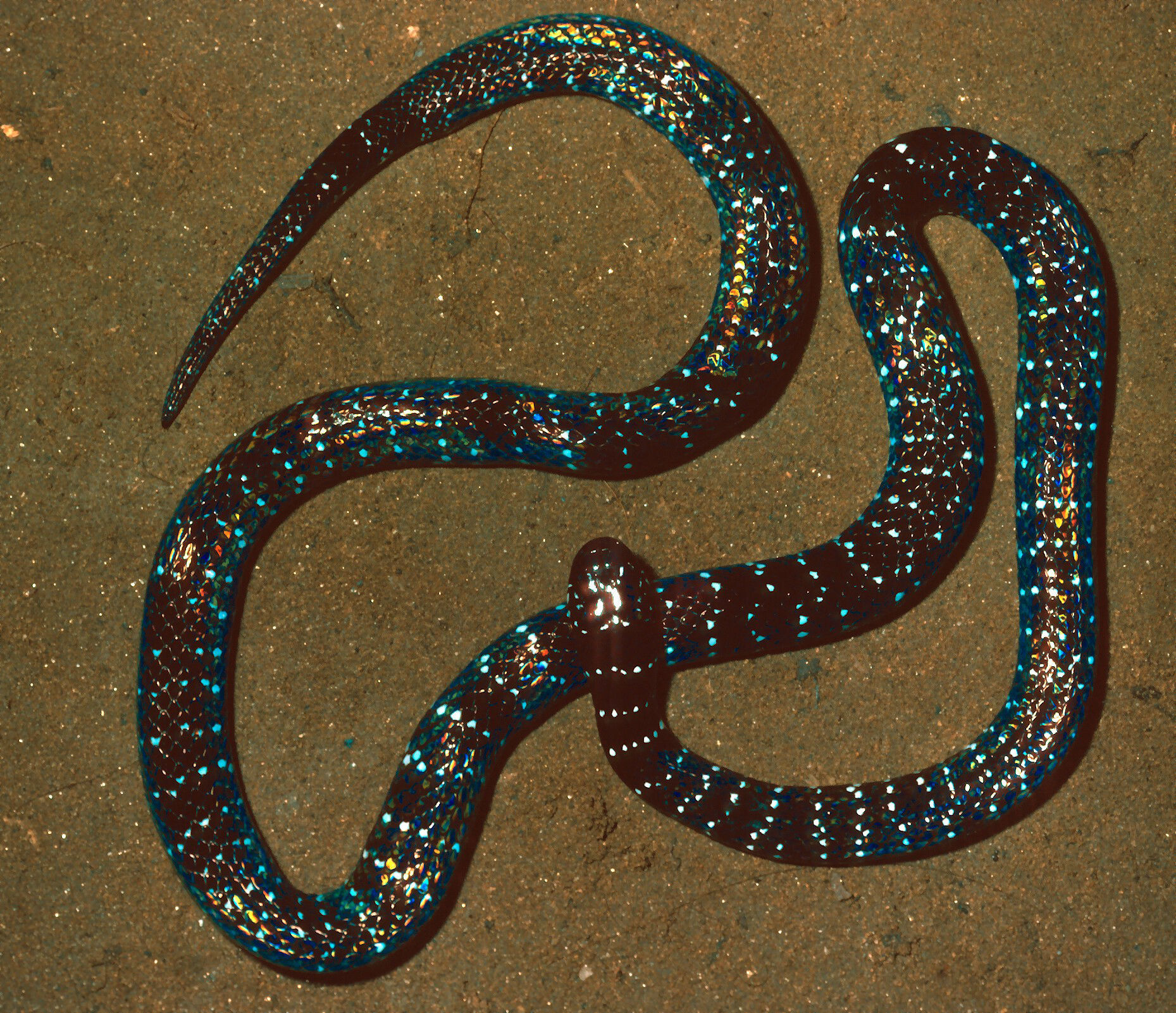 Image of Speckled Coral Snake