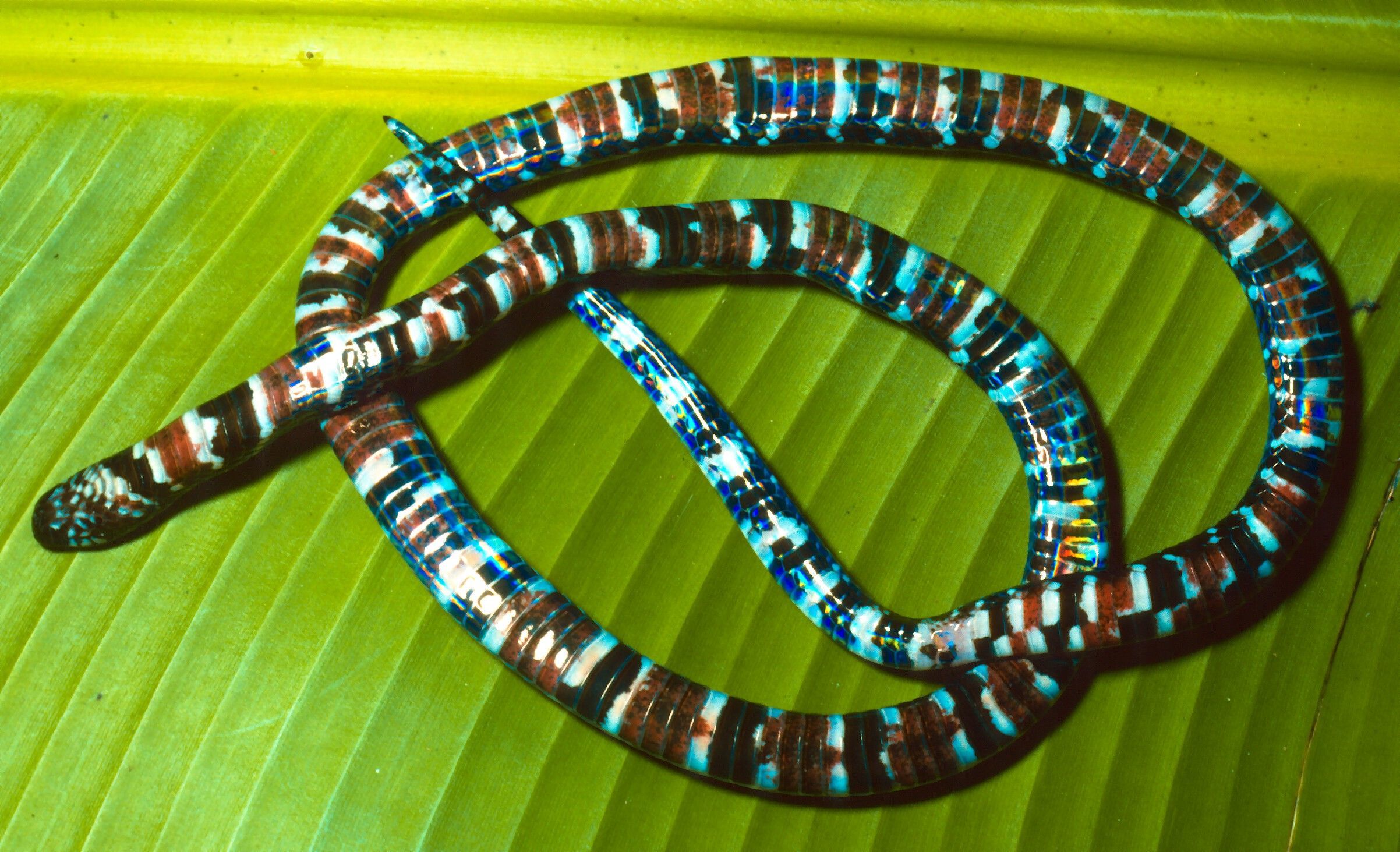 Image of Speckled Coral Snake