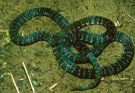 Image of Speckled Coral Snake