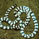 Image of Speckled Coral Snake
