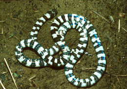 Image of Speckled Coral Snake