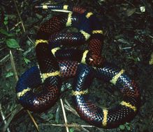 Image of Aquatic Coral Snake