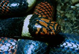 Image of Aquatic Coral Snake