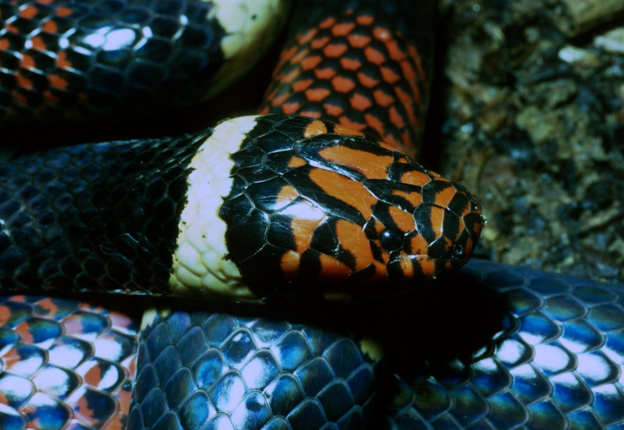 Image of Aquatic Coral Snake