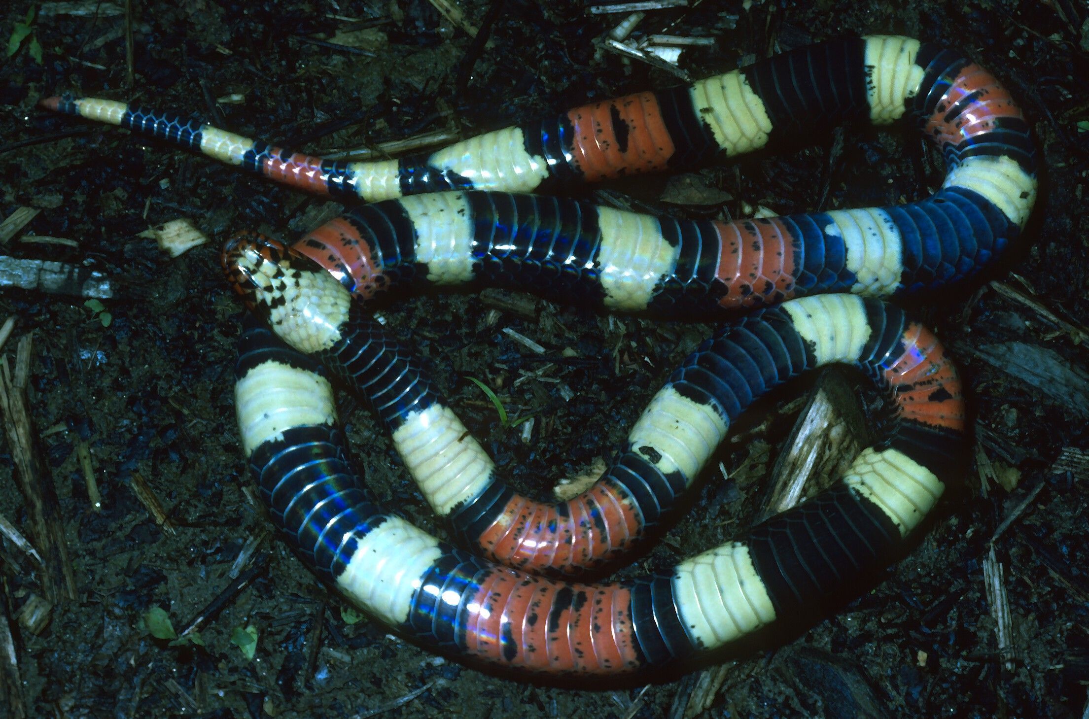 Image of Aquatic Coral Snake