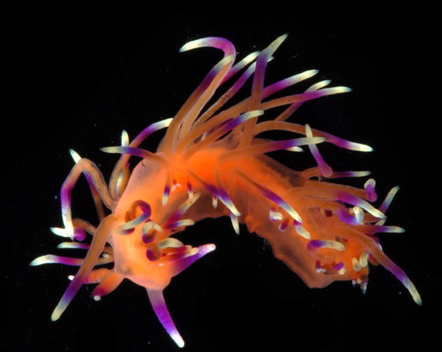 Image of <i>Flabellina marcusorum</i> Gosliner