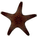 Image of Pentaceraster cumingi (Gray 1840)