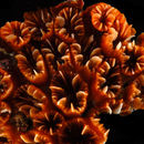 Image of Atlantic Mushroom coral