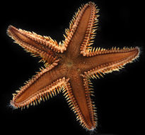 Image of Astropecten armatus Gray 1840