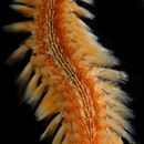 Image of red-tipped fireworm