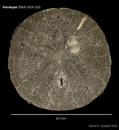 Image of <i>Encope wetmorei</i> A. H. Clark 1946