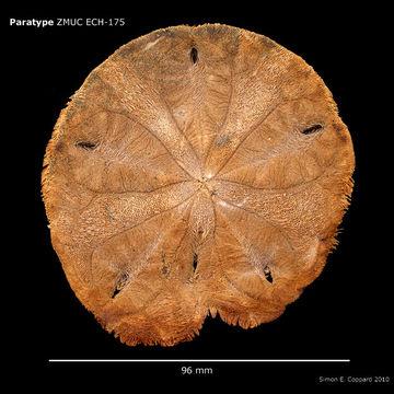 Image of <i>Encope micropora irregularis</i> H. L. Clark 1948