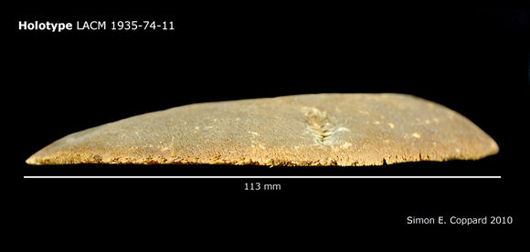 Image of <i>Encope micropora irregularis</i> H. L. Clark 1948