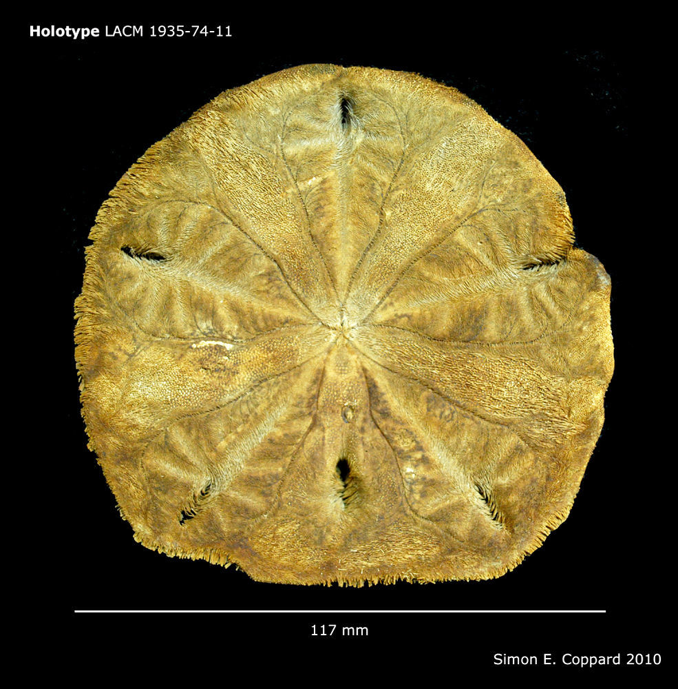 Image of <i>Encope micropora irregularis</i> H. L. Clark 1948