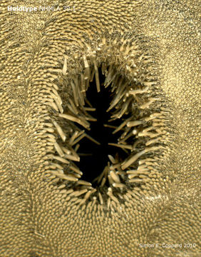 Image of <i>Encope micropora cocosi</i> H. L. Clark 1948