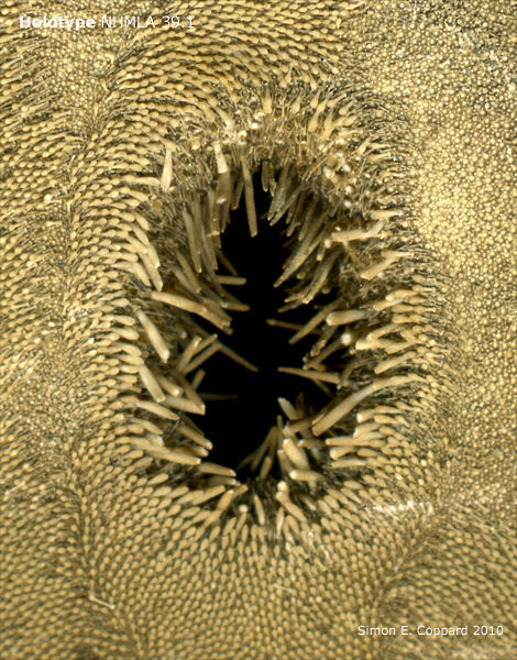 Imagem de <i>Encope micropora cocosi</i> H. L. Clark 1948