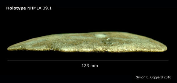 Image of <i>Encope micropora cocosi</i> H. L. Clark 1948