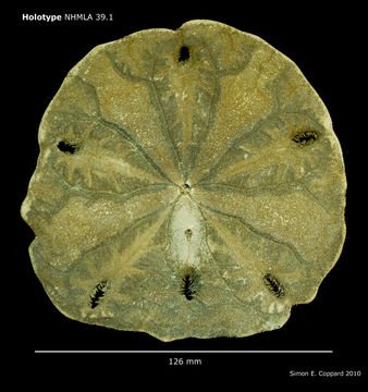 Image of <i>Encope micropora cocosi</i> H. L. Clark 1948