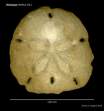 Image of <i>Encope micropora cocosi</i> H. L. Clark 1948