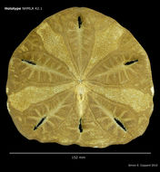 Image of <i>Encope micropora ecuadorensis</i> H. L. Clark 1948