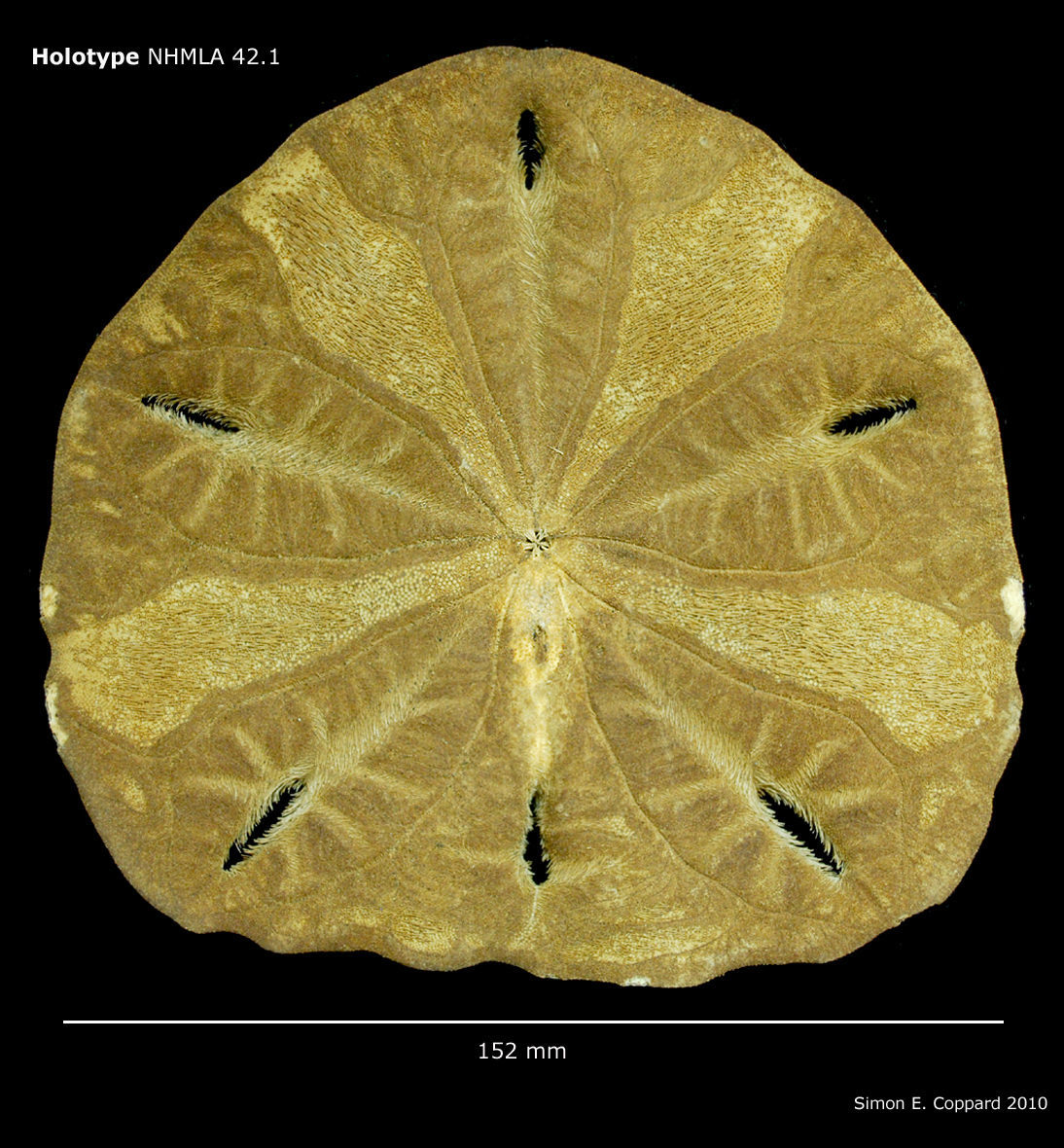 Image de <i>Encope micropora ecuadorensis</i> H. L. Clark 1948