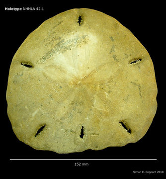 Imagem de <i>Encope micropora ecuadorensis</i> H. L. Clark 1948