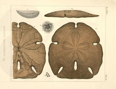 Image of Encope emarginata (Leske 1778)