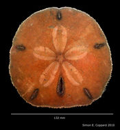 Image of Encope emarginata (Leske 1778)