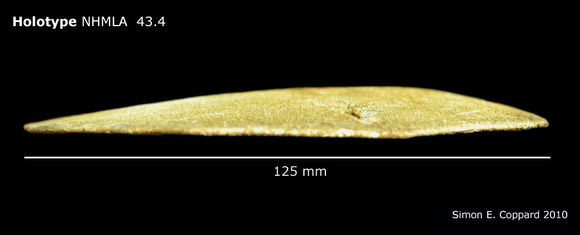 Image of <i>Encope micropora fragilis</i> H. L. Clark 1948