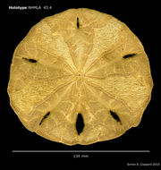 Image de <i>Encope micropora fragilis</i> H. L. Clark 1948