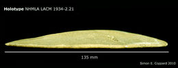 Image of Encope micropora insularis H. L. Clark 1948