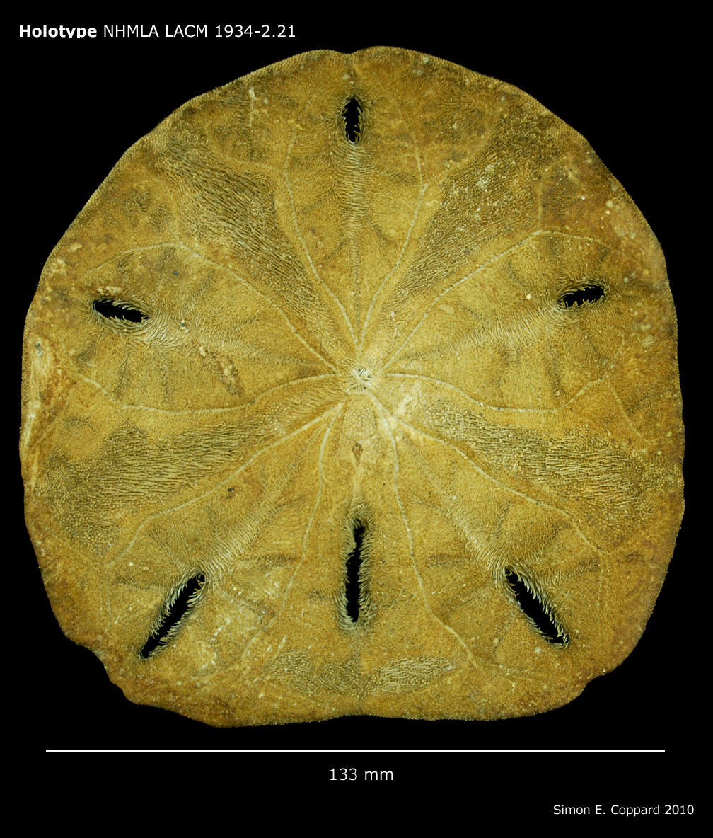 Image of Encope micropora insularis H. L. Clark 1948
