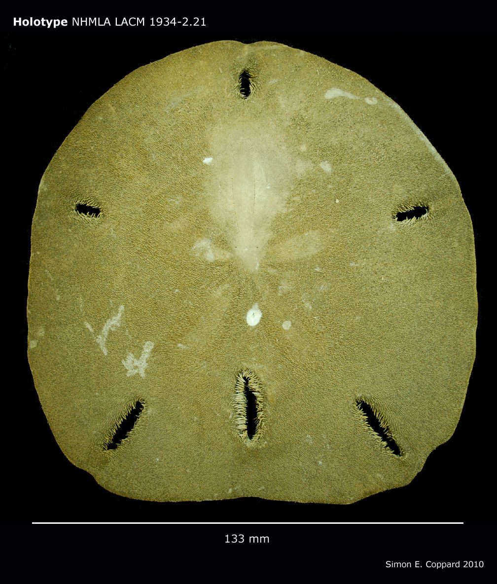 Image de Encope micropora insularis H. L. Clark 1948