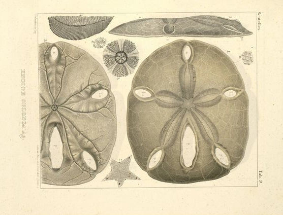 Image de Encope emarginata (Leske 1778)