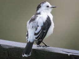 Image of Pied Water Tyrant