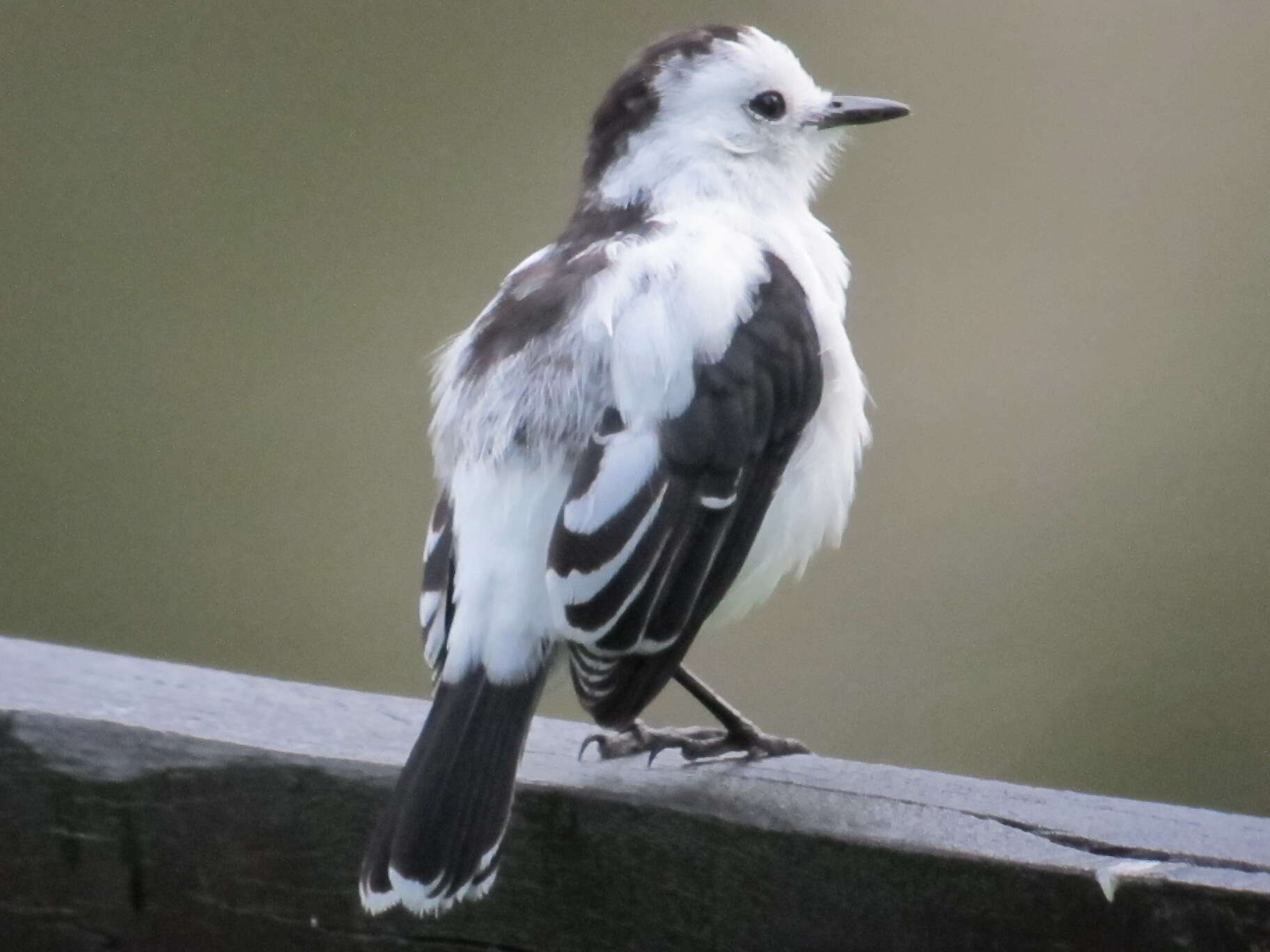 Image of Pied Water Tyrant