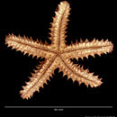 Image of orange knobby star