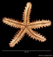 <i>Echinaster</i> (<i>Othilia</i>) <i>echinophorus</i> (Lamarck 1816) resmi