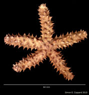 Image of <i>Echinaster</i> (<i>Othilia</i>) <i>echinophorus</i> (Lamarck 1816)