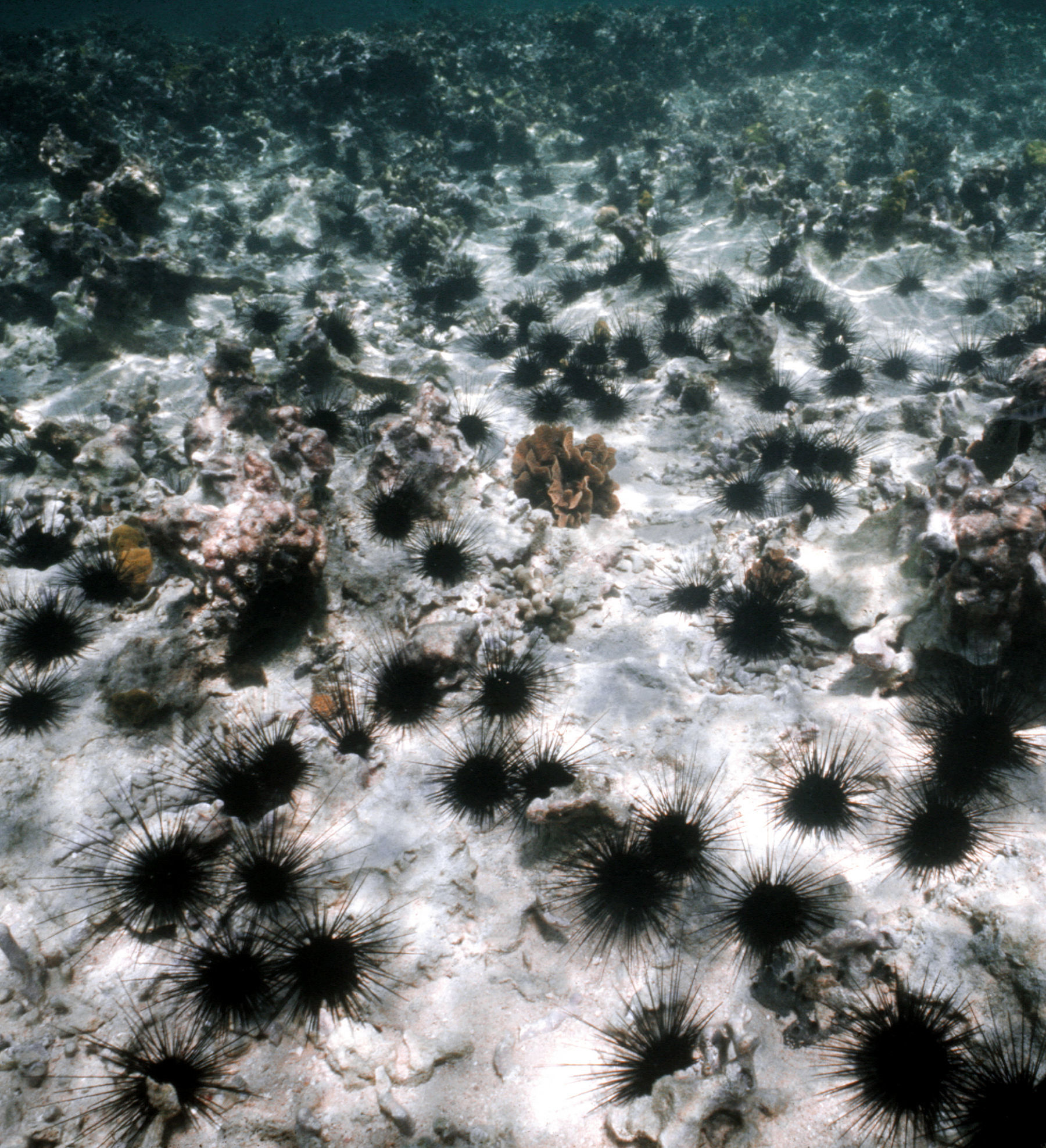 Image of spiny urchin