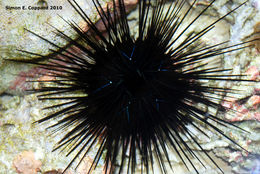 Image of spiny urchin