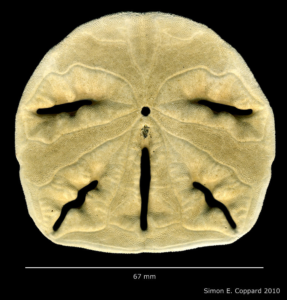 Image of Mellita notabilis H. L. Clark 1947