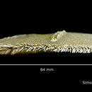 Sivun Mellita quinquiesperforata (Leske 1778) kuva