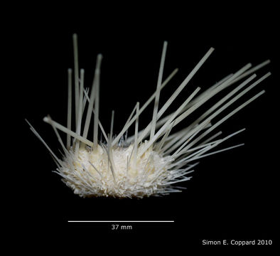 Image of Caenopedina diomedeae Mortensen 1939