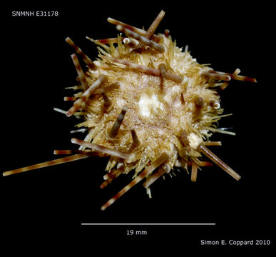 Image of Caenopedina mirabilis (Döderlein 1885)