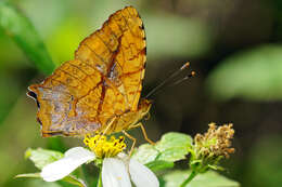 Image of Symbrenthia lilaea