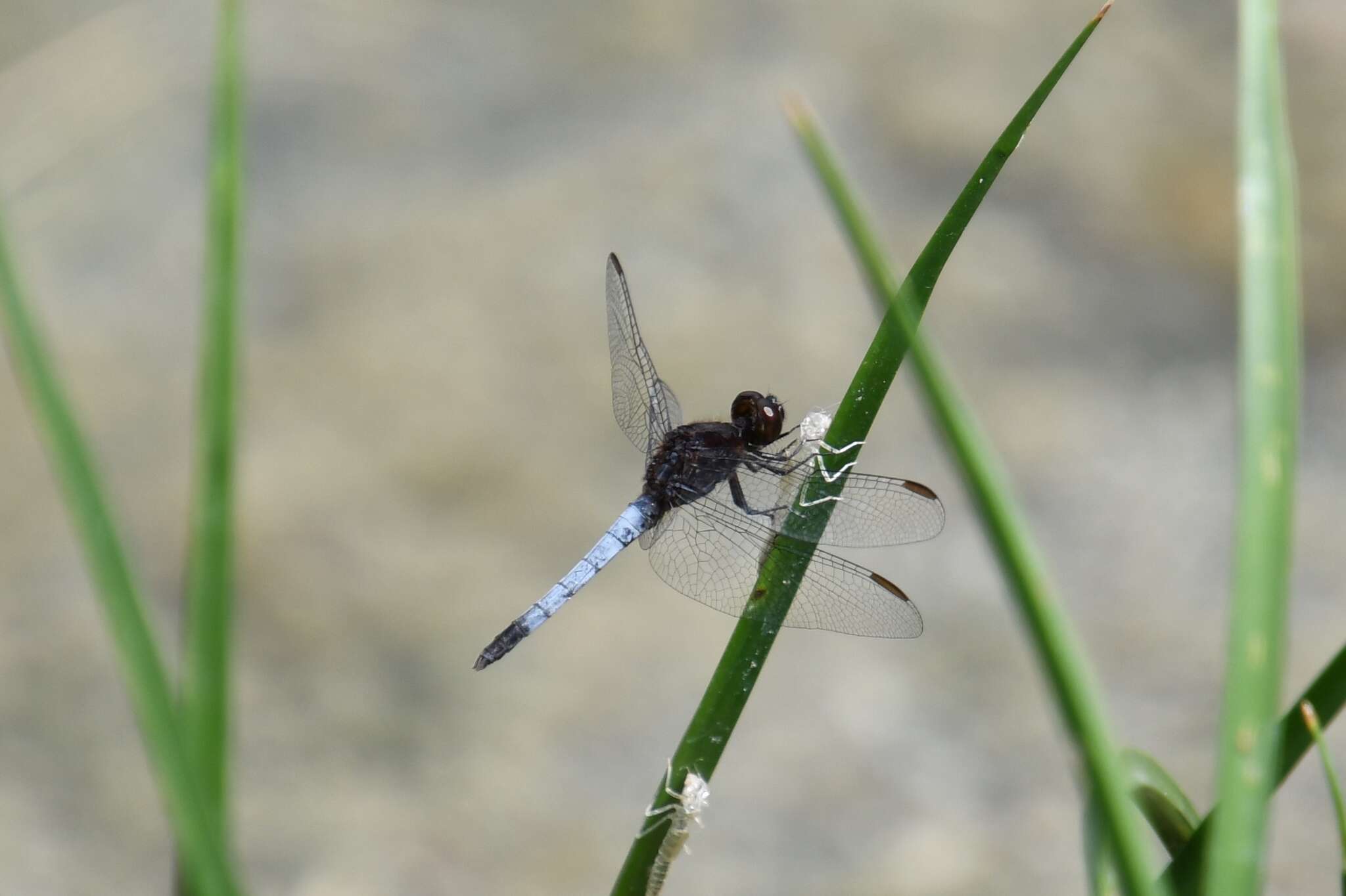 Sivun Erythrodiplax basifusca (Calvert 1895) kuva